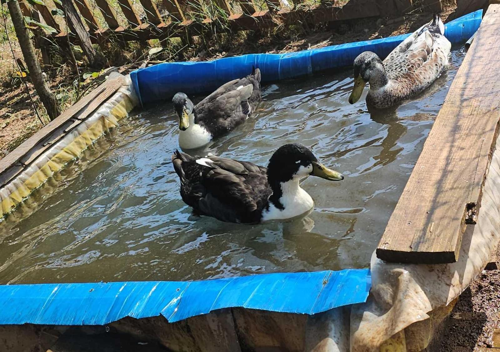 Konaci Oceva Zemlja Bungalovi Konaci Oceva Zemlja Vikendica Mojkovac Bagian luar foto